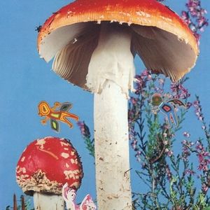 Meet your Posher, Noa